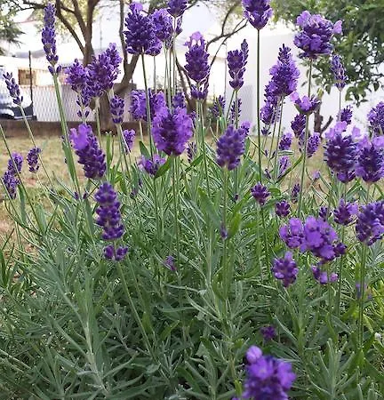 شقة Boglic أوماغ