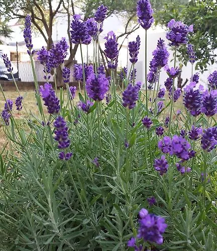 아파트 Boglic 우마그